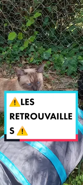 ⚠️LES RETROUVAILLES ⚠️😬😬😬 #chat #chatquiparle #doublage #doublagedevoix #animauxquiparle #animaux #comedie #humour #amusant #cat #animauxrigolos #animauxdrole