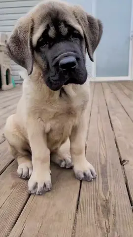 😍🐾😍 #june #tiktokcrush #englishmastiff #puppy #bigpawmastiffs #gentlegiant #nc #mastiff #dogsoftiktok #yesorno