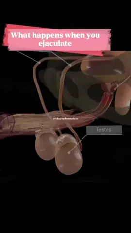 Male sexual reproductive system.#medicina #health #s#Sciencesalute #fyp #foryou #human #medicine