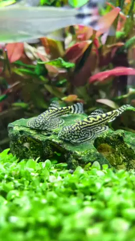 Tỳ bà bướm nhà em 🤩 #AuraAquatic #fish #aquarium #xuhuong