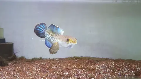 Channa Stewartii 17-18cm, Flaring stabil. #channa #channaindonesia #channastewarti