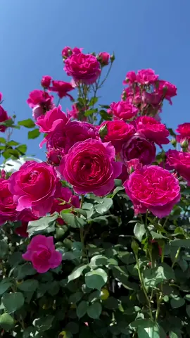#fypシ #tiktok #foryou #foryoupage #beautiful #photography #tiktokflowers #flowervideo #flowerphotography #naturephotography #landscape #scenery