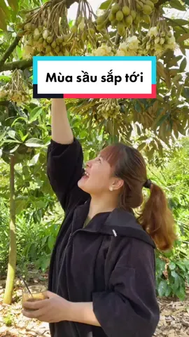 Năm ngoái nhà Đức bốn mươi tấn sầu, hổng biết năm nay sao #chuyencuaduc #càphê #càphênguyênchất #cacao #daklak