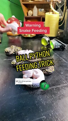 Reply to @amity.ilysm Reply to @amity.ilysm  🛑 WARNING: This video is about feeding snakes. Viewer discretion advised.  🐍 I tried the ol paper bag trick.🧪  #10MillionAdoptions￼ #FindYourEdge￼ #snakes #ballpython #royalpython #snakebreeding #ballpythonbreeding #snaketok #snakestruggles #python #الثعبان #pyton #sawa #petsnake #snakepets #witchy #DIY #pickysnake #snakewonteat #bearded #snakefeeding #feeding #animas #slytherin #educators #pitone