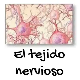 #biologia #medicina #tejidonervioso #histologia #AprendeEnTikTok #neuronas #edutuber #ciencia