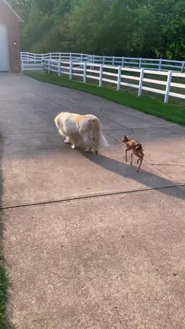 She’s so cute #wildliferehab