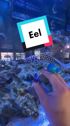 #dannypibbet checking out this crazy eel. Anyone know what kind he is? #godscreatures #underthesea #dannypibbetexplores