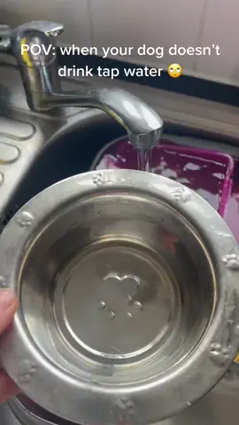 When your dog doesn’t drink tap water 🙄#frenchiesoftiktok #fyp #babydog #viral #bottlechallenge #posh