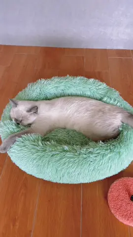#cat #catbed #petbed