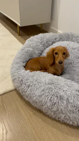 Peach loves her new super soft & stylish calming bed from Pet supplies Australia. It arrived just in time for winter 🥰 #petbeds #furbabies