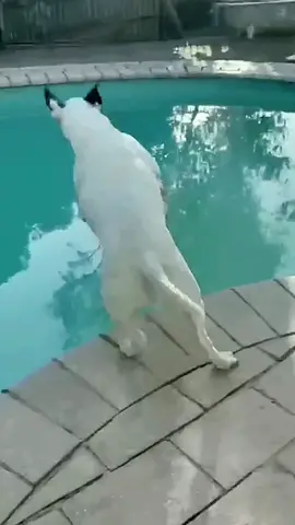 I love diving 👏🏻👏🏻👏🏻 #thedogs #ofpet #dogsoftiktoks  #dogtricksofiktok