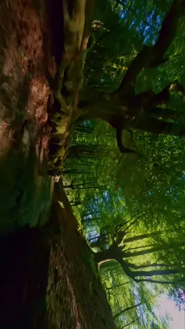 🌿 Stop scrolling and relax 1 min, in this amazing forest 🌿 #nature #oneshot #fpv #drone #cinematic #davinci