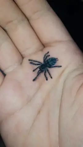 Love this little blue fluffy baby 🖤#baby #cute #teamexopets #fy #viral #pet #mylove #hobby #exo #terraristik #fyp #exopets #spiders #tarantula