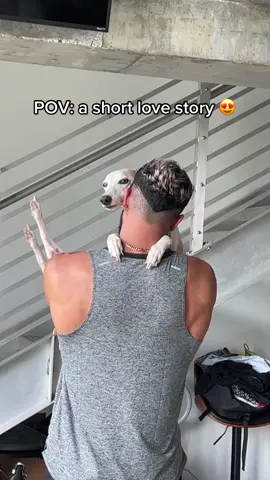 A man’s best friend indeed #fyp #whippetsoftiktok