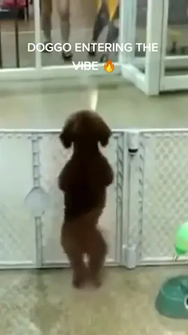 The little doggy entered the vibe of 'Electric' ⚡#electric #hardstyle #harddance #funnydogs #funnydog #dance #dancing #dogdance #music #araysen #scantraxx #festival