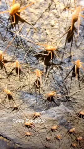Cave Crickets #cave #cricket #tennessee #getunderground #spelunking