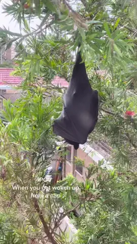 Cute little bat at my window 🦇 #pov #fyp #batman