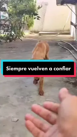 El ser humana no los merece 😢 #perro #perros #perrostiktokers #perrosgraciosos #perrotiktoker #perrostiktok #mascotas #mascota #mascotastiktok #mascotacheck #mascotasdetiktok