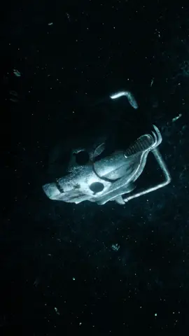 if you follow me on instagram you’ve probably seen this but TYSM FOR 5K!!!! // #drwho #drwhoedit #doctorwhoedit #doctorwho #fyp #10thdoctor #9thdoctor #11thdoctor #12thdoctor #13thdoctor #timelordaep