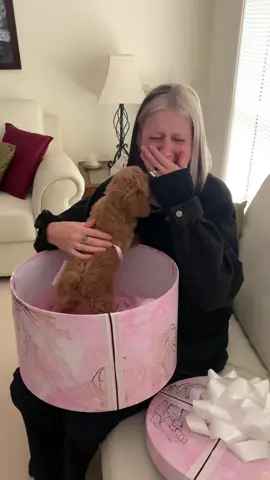 I was cruelly tricked into thinking this was a baking hamper 😭❤️ #puppyreveal #puppy #cavoodle #surprise