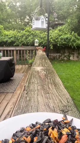Feisty morning! The storms must still have them on edge. #birdwatching #birdnerd #birdfeeder #fyp #foryourcat #storm #tornadoseason #midwest