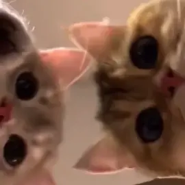 Cute#catsoftiktok #cat #cute #pet #funny #fyp #viral #foryou
