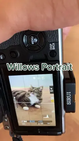 TENS across the board #catportraits #petphotographer #catcatlover