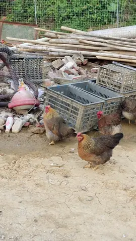 ayam makan telur nya sendiri #ayam #lokotre #fypシ