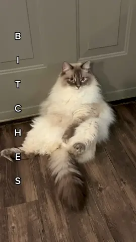 A squeaky toy 🥹 #catsoftiktok #siberiancat #fyp #foryou #viral #cat #popular #gato