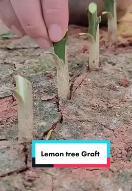 #grafting #graft #graffiti #graffitiforyou #gardening #farmlife #lemontree#foryou #fyp