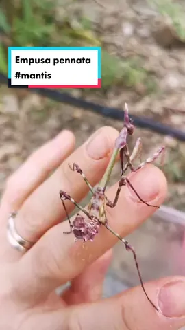 A young Empusa pennata found on the western Ligurian hills. See how beautiful her colors are! They are very rare to find so I guess we've been very lucky 😊 #empusapennata #mantis #liguria #insects #insetti #empusa #liveinsect