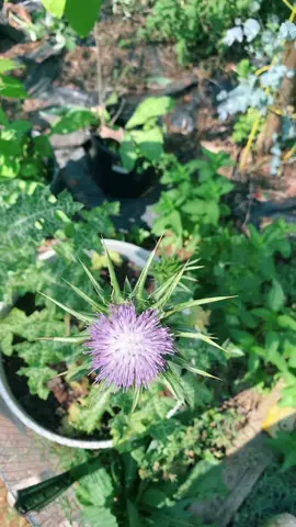 Milk thistle’s blooming 🌸 #herbtok #milkthistle #plantmedicine #fyp
