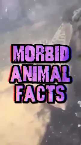 🩸 WATCH TILL THE END 🩸 #AnimalFacts #horror #jackneel #creepy #scary