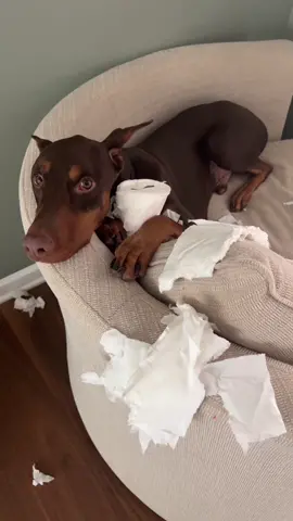 Who do you think did it? 😂🤦🏽‍♂️ #fyp#viral#knox#suavexavier