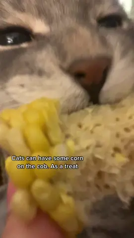 Only a little #cats #cat #catsoftiktok #kittens #rescuecats #feralkittenrescue #kitties #catsvideos #cattok #catlovers #kitten #catsmoves #catlove #catwalk #catsvideo