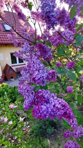 U mnie dopiero bzy kwitną 😳#bzy #wogrodzie #wiejskidom #ogród #pasja #dc #drzewa #ogrodnictwo #maj #ogrodnik #kwiaty #powiatmyślenice #dlaciebie #natura