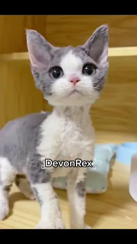 Dollcat😸#dollcat #kitten #devonrex #catsoftiktok #cats