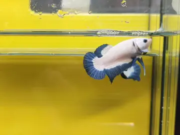 #bluerim #bluerimbutterfly #bluerimthailand #bluerimfemale