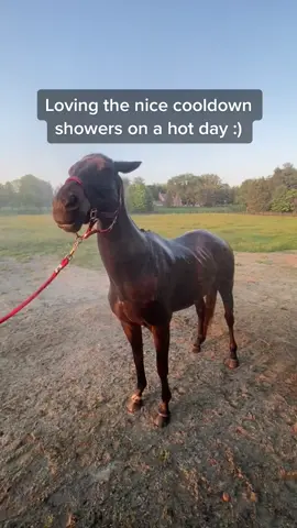 Can’t imagine it any other way :) #farmlife #farm #horses #summervibes #fyp