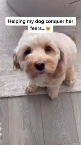 Helping Luna face her fears 🥹 #fyp #foryou #SelfCare #topgunmode #luna#cockapoo#viral