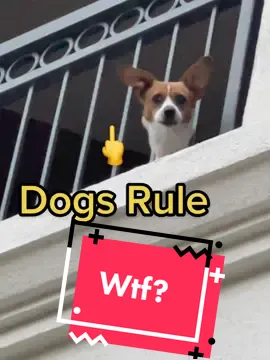 Sunny has some words for everyone #lazy #dogsofttiktok #FrunktheBeat￼ #rescuedog
