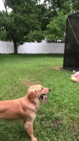#dogbloopers #catchtheball #petbloopers #ouch#thatmusthavehurt #epicfail