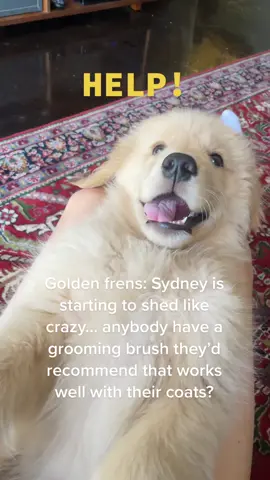 Also accepting other general product recommendations!!! 🦴🍖🐾 #golden #goldenpuppy #goldenretrieverpuppy #goldenretriever #help #recommendations #dogmom #dogmomlife #MomsofTikTok #fyp #fypシ #foryou