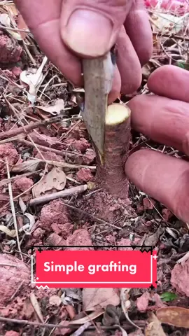 #gardening #graffitiforyou #grafting #graft #嫁接技术 #graffiti #fyp #farmlife #foryou