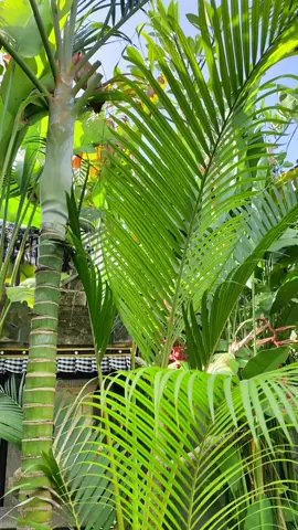 bali villa tour😲 not a minor! i’m 20