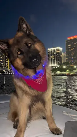 Lights on! 💡#germanshepherd #light