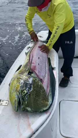 Cleaning a huge bull dolphin with a double edged blade @Dexter Outdoors #fish #filletingfish #mahi #dorado #freshfish