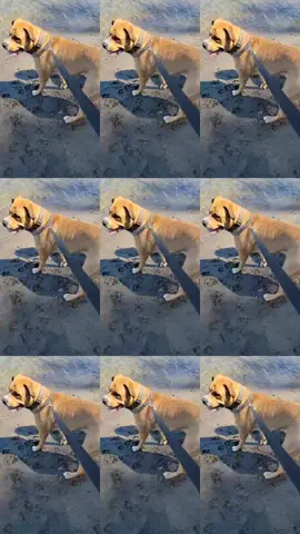 ##bandit #pitmixoftiktok #wtfisthat #water #goingforawalkwithmydog #FrunktheBeat