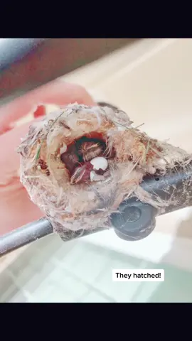 The baby hummingbirds hatched overnight. The whole width of the inside of the nest is about the size of a nickel. So TINY.  #hummingbird #birds #palmsprings