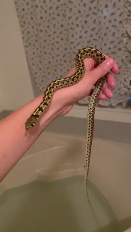 There was ACTUALLY a snake in my bathroom this time??? 😭💖👏🐍 #snake #reptiles PS use my l i nk at @dubiaroaches for a sweet steal on feeder bugs! 🐛